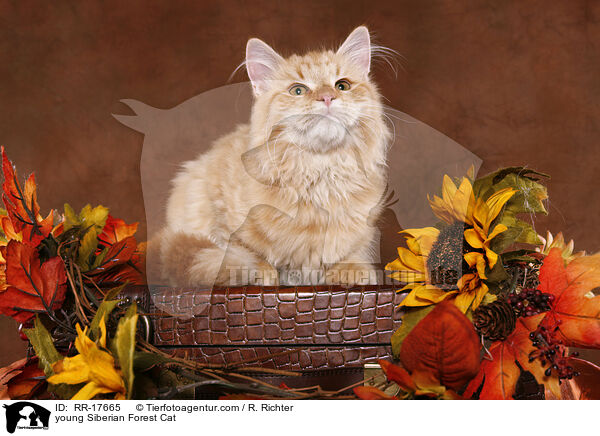 young Siberian Forest Cat / RR-17665