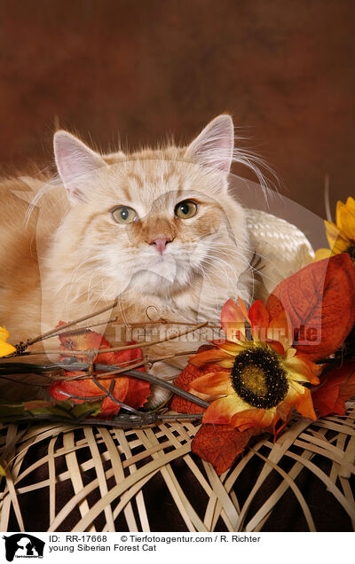 young Siberian Forest Cat / RR-17668