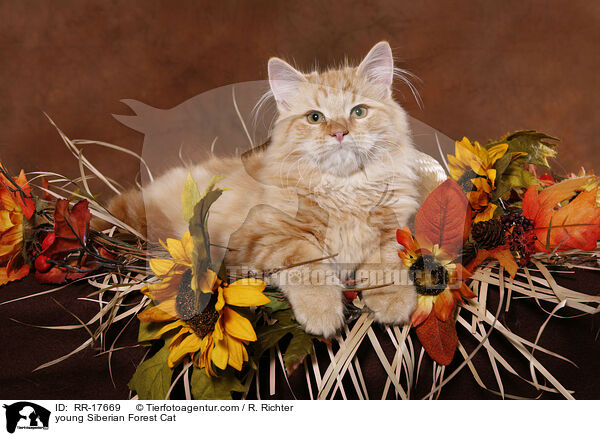 young Siberian Forest Cat / RR-17669