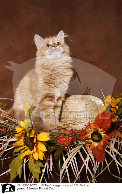 young Siberian Forest Cat / RR-17672