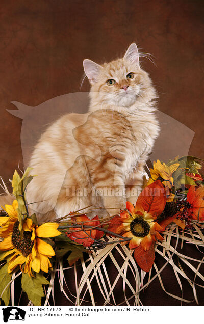 young Siberian Forest Cat / RR-17673