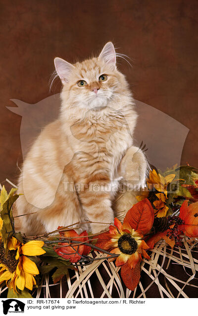 young cat giving paw / RR-17674