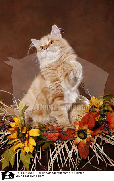 junge Katze hebt Pftchen / young cat giving paw / RR-17681