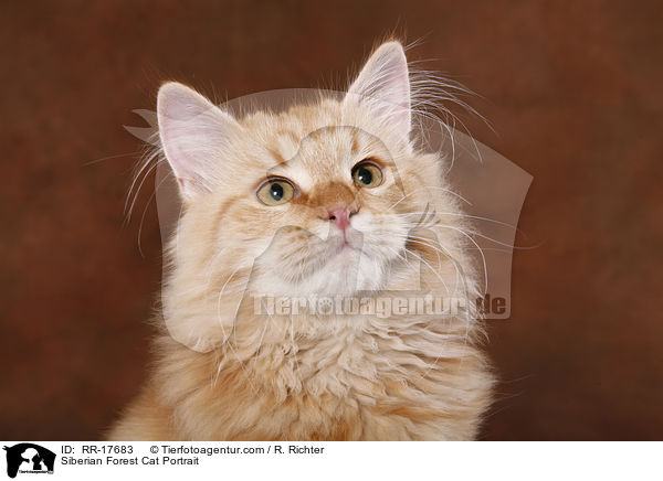 Siberian Forest Cat Portrait / RR-17683