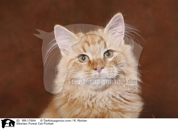 Siberian Forest Cat Portrait / RR-17684