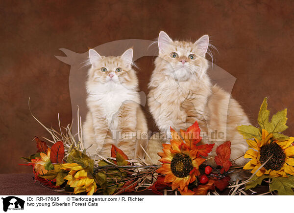 two young Siberian Forest Cats / RR-17685