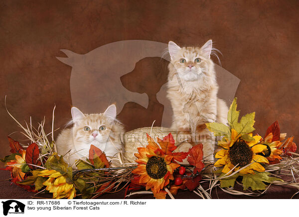two young Siberian Forest Cats / RR-17686