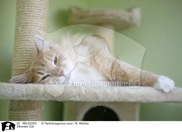 Sibirische Katze / Siberian Cat / RR-20255