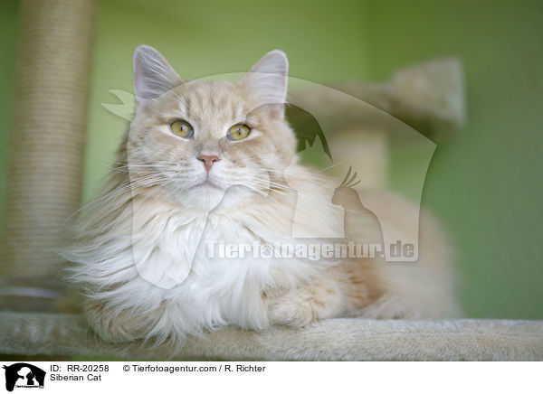 Siberian Cat / RR-20258