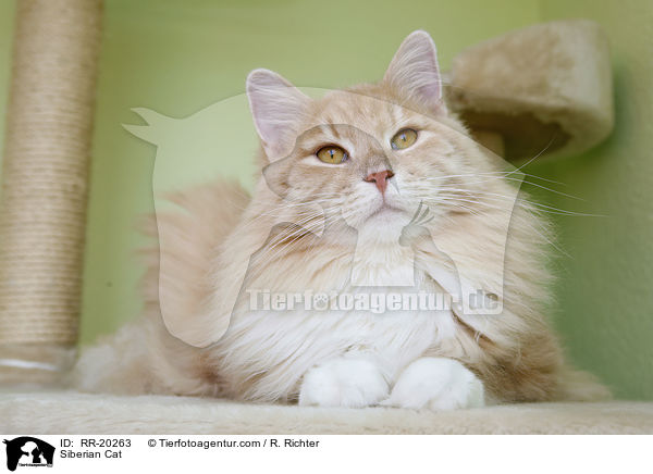 Siberian Cat / RR-20263