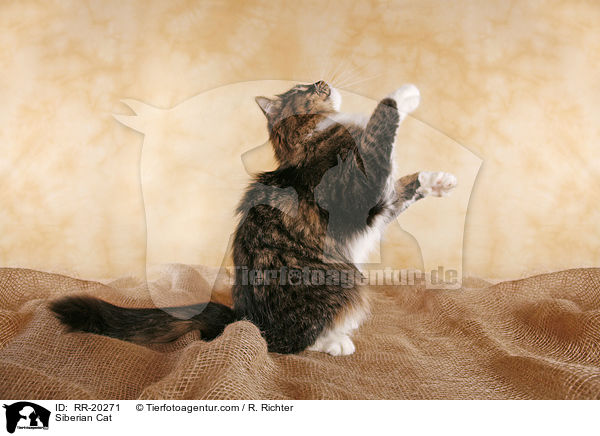 Sibirische Katze / Siberian Cat / RR-20271