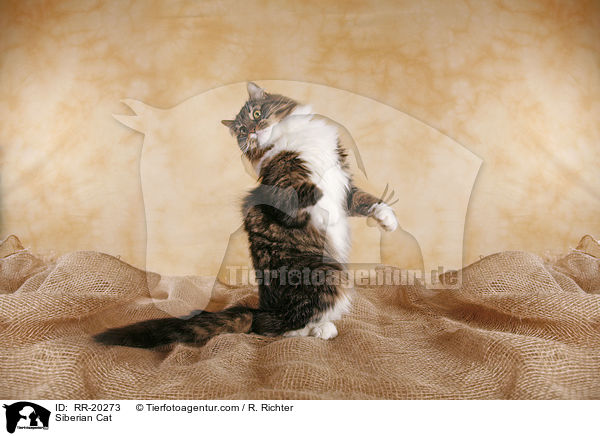 Siberian Cat / RR-20273