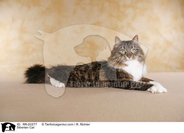 Siberian Cat / RR-20277