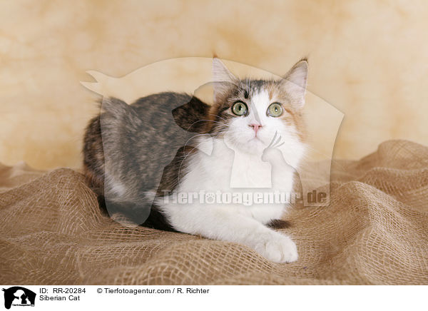 Siberian Cat / RR-20284