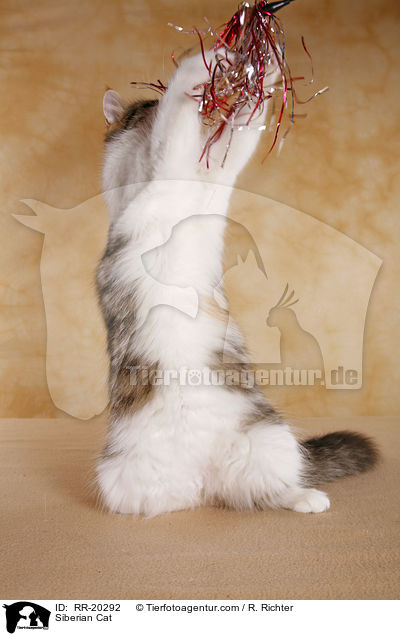 Siberian Cat / RR-20292