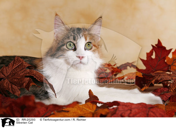 Siberian Cat / RR-20293