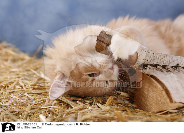 lying Siberian Cat / RR-23551