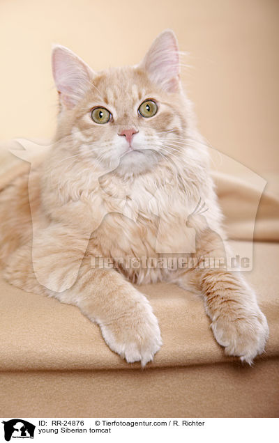 young Siberian tomcat / RR-24876
