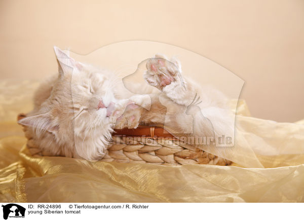 young Siberian tomcat / RR-24896