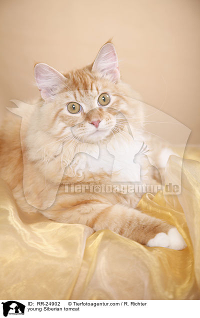 young Siberian tomcat / RR-24902