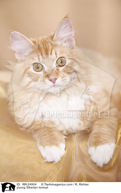 young Siberian tomcat / RR-24904