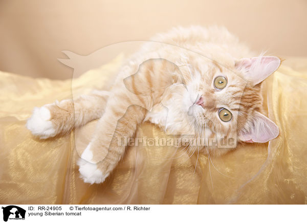 young Siberian tomcat / RR-24905