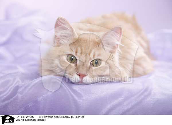 young Siberian tomcat / RR-24907