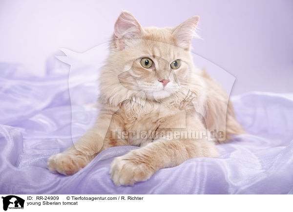 young Siberian tomcat / RR-24909