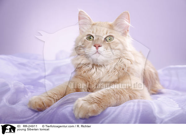 young Siberian tomcat / RR-24911