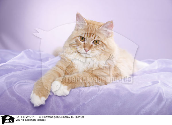 young Siberian tomcat / RR-24914
