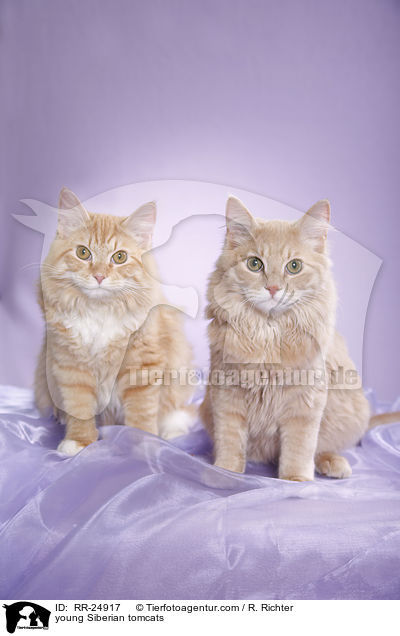 young Siberian tomcats / RR-24917