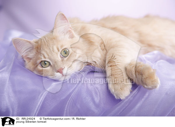 young Siberian tomcat / RR-24924