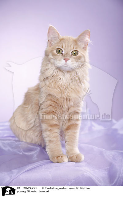 young Siberian tomcat / RR-24925