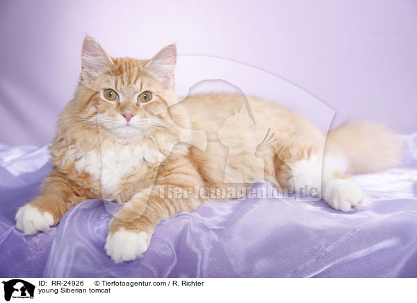junger Sibirischer Kater / young Siberian tomcat / RR-24926