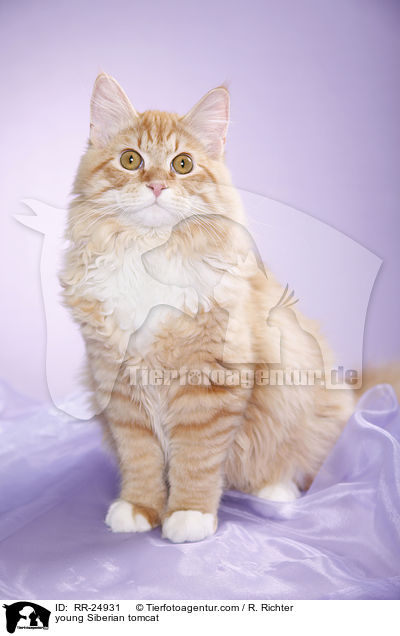 junger Sibirischer Kater / young Siberian tomcat / RR-24931