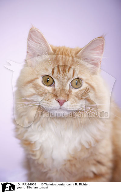junger Sibirischer Kater / young Siberian tomcat / RR-24932