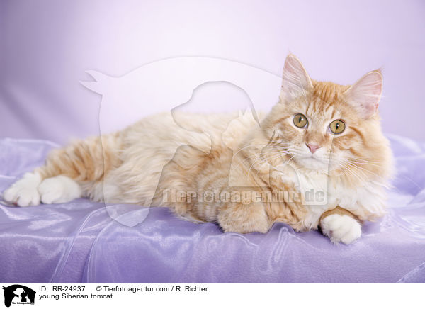 junger Sibirischer Kater / young Siberian tomcat / RR-24937