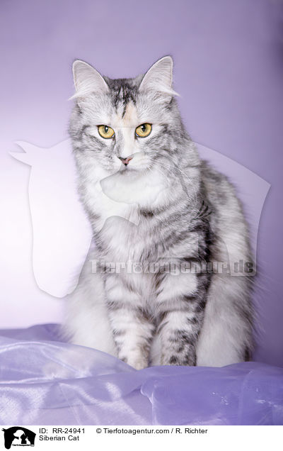 Siberian Cat / RR-24941