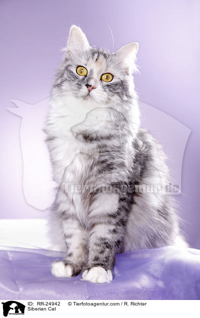 Siberian Cat / RR-24942