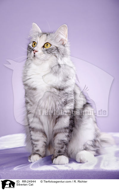 Siberian Cat / RR-24944