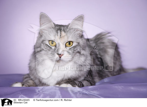 Siberian Cat / RR-24945
