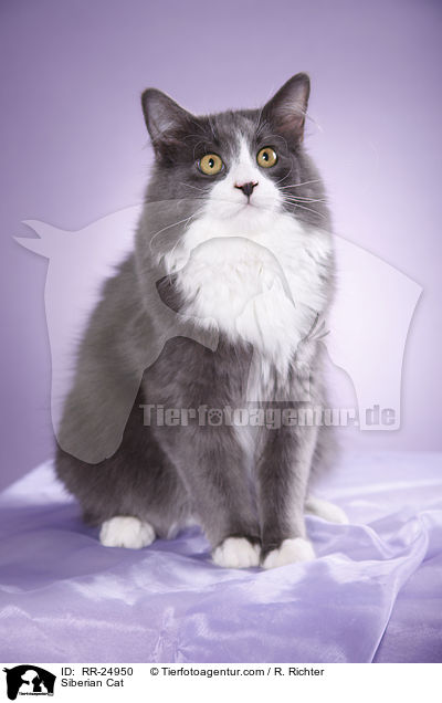 Siberian Cat / RR-24950