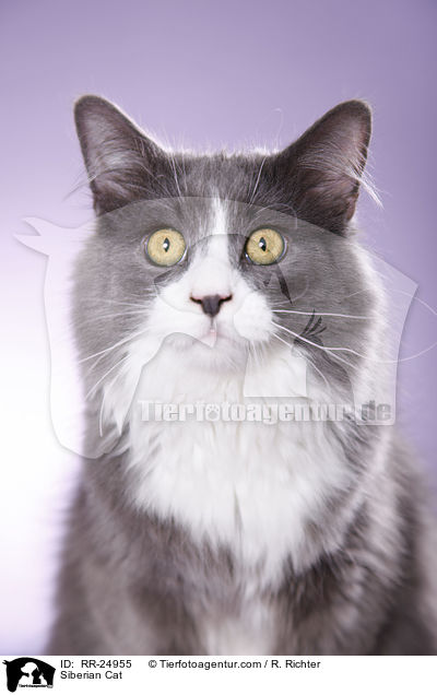 Siberian Cat / RR-24955