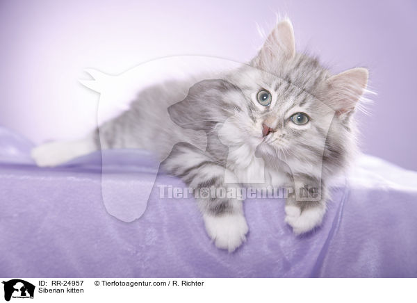 Siberian kitten / RR-24957