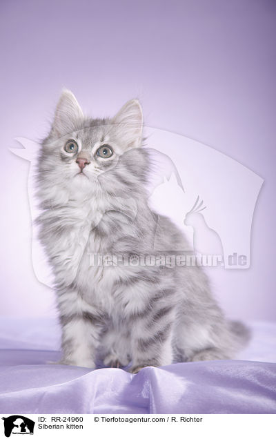 Sibirisches Ktzchen / Siberian kitten / RR-24960