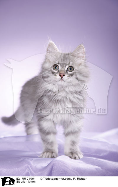 Sibirisches Ktzchen / Siberian kitten / RR-24961
