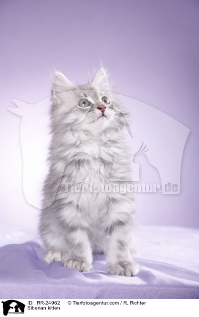 Siberian kitten / RR-24962