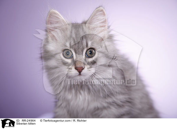 Sibirisches Ktzchen / Siberian kitten / RR-24964