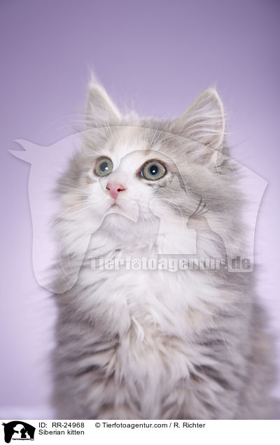 Siberian kitten / RR-24968