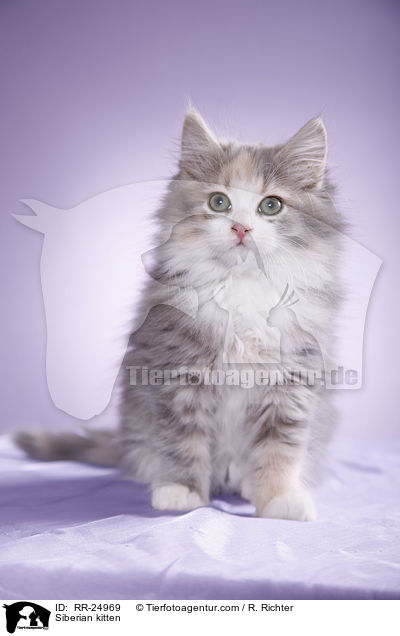 Siberian kitten / RR-24969